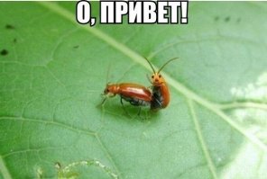 Любовное настроение: как насекомые делают это