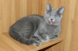 Когда твой кот не любит фотографироваться