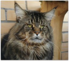 пожрать бы чего...