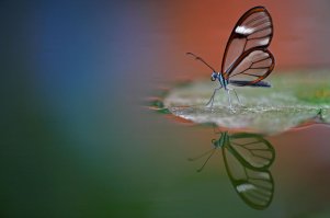 20 самых популярных макрофотографий на 500px в этом году