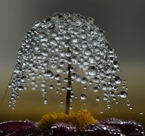 20 самых популярных макрофотографий на 500px в этом году