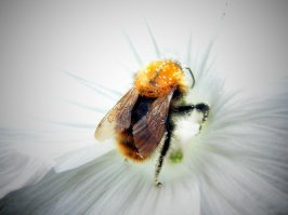 20 самых популярных макрофотографий на 500px в этом году