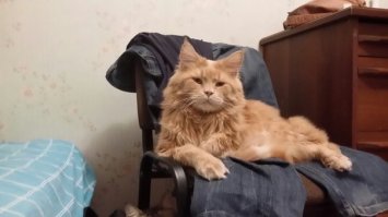 Вот я-кот. А чего в жизни добился ты?