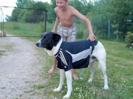 А это мы от нечего делать на собаку майку натянули.
Все живы