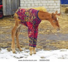 В холодных областях жеребятам часто надевают свитеры (человеческие), чтобы не мерзли.