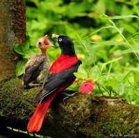 Погуглите "Райские птицы" это нечто!