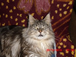 Когда твой кот не любит фотографироваться