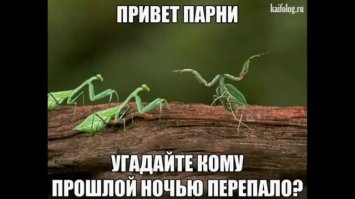 Любовное настроение: как насекомые делают это