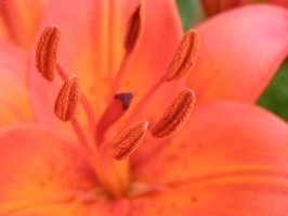 Тоже когда то увлекалась))