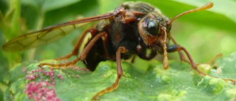 20 самых популярных макрофотографий на 500px в этом году