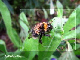 20 самых популярных макрофотографий на 500px в этом году