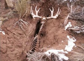 мотрю картинку ещё не кто не запостил, значит буду первый. Этому бедолаге на помощь не кто не пришёл, так и умер от голода и жажды!