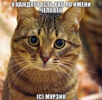 Они взяли крошечного котёнка мейн-куна и полюбуйтесь, каким он стал через год!