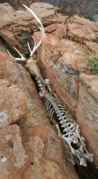 Невероятное спасение коня из глубокого рва, затопленного густой грязью