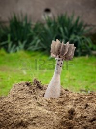 Фотобомбы и фотобомбочки