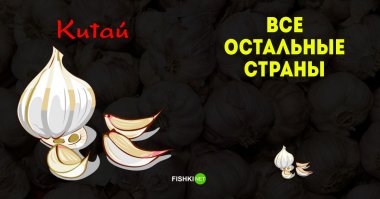 Напомнило: 
"– Ну ладно, я не очень-то жалую людей, – наконец признался вампир. – О каком доверии может идти речь, если ежемесячно Стражи Границы вылавливают в осинниках до десятка подозрительных типов в кольчугах из осиновой коры, крест-накрест увешанных плетенками чеснока? Вряд ли они ходят в догевские леса по грибы. Причем тут, позвольте спросить, чеснок? Почему не лук, морковь или, скажем, репа? Странно, что никто еще не сообразил промышлять нас при помощи заточенных корневищ хрена, выкопанного в полнолуние черной бесхвостой собакой.
– И какое наказание предусматривается за издевательство над животными?
– Чеснок конфискуем. Вместе со штанами. И скатертью дорожка!
– Неудивительно, что о вас идет дурная слава, – заметила я.
– Смешно сказать, – продолжал справедливо негодующий Лён, – за все время существования Догевы на ее полях не взращено ни единой головки чеснока. И тем не менее мы экспортируем его в девять суверенных королевств! Через подставных лиц, конечно. Одна запоминающаяся плетенка, перевитая серебряной проволокой, возвращалась к нам четыре раза, пока не сгнила."
