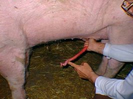 Ну-ка ну-ка, поподробнее, пожалуйста!
Ты мне еще расскажи, что у лошади не может быть пениса, потому что она ЛОШАДЬ 
К сожаленю, мне сейчас очень трудно печатать - что-то вроде микроинсульта, посему, скажу коротко:
ты х.у.й!
А пенис хряка я, в отличие от тебя, видел.
И, если уж дошло до лекций, ещё, выдающийся биолог, расскажи-ка мне, тупому, где у жеребца расположены сиськи (соскИ)  Просто интересно :)
ЗЫ
Минусы за каменты, даже отрицательные по отношению ко мне лично, я не ставлю, поэтому, лови плюс, а если тема сисек будет раскрыта , получишь ещё, мне не жалко!