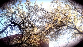 Чувствую яблок в этом году полным-полно будет, так что шарлотка будет хитом))