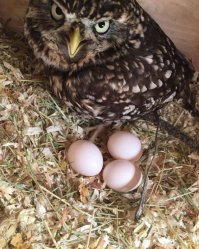 Забавные фотографии животных со всего мира