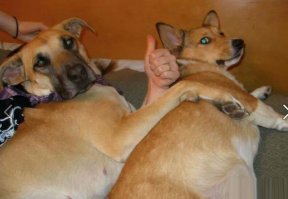 Симпатичные девушки в коротких шортах