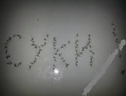 Что будет, если не будет насекомых