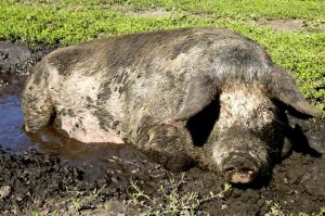 добавить нечего