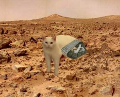 "Битва Photoshop: странный кот вызвал в интернете бурю эмоций!