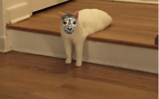 "Битва Photoshop: странный кот вызвал в интернете бурю эмоций!