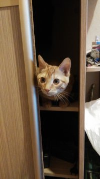 Рыжие котики