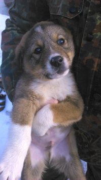 раза ей хватило... а в деревне всю жизнь корячишься за этой скотиной и птицей!
на днях мать затраханную и загнанную корову еле от десятка быков спасла. когда инкубаторские птенцы начинают - это вообще п..ц. из 2-3 десятков остается 5 штук.
в прошлом году этих двоих спасали. мелкому было 5 месяцев, когда клещи покусали - подыхал. деревенский скотский врач ничем не смог помочь, повезли в райцентр. носились как с родным дитем, но на ноги поставили.
белого Дружка слезно выпросил у отца на летний выпас скота сосед, а осенью он молчком слинял на заработки в город, "забыв" вернуть пса. в итоге отец вынес Дружка на руках, кололи витамины, кормили с ложечки, но выходили.