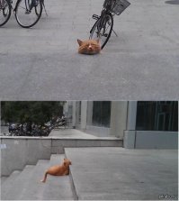 "Битва Photoshop: странный кот вызвал в интернете бурю эмоций!