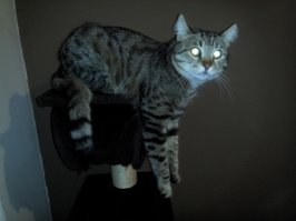 Мой кот так же любит повисеть :)