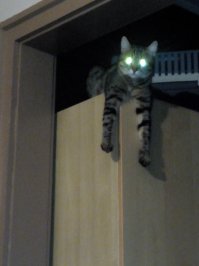 Мой кот так же любит повисеть :)