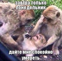 12 фанатов, сумевших охомутать своих голливудских кумиров (13 фото)