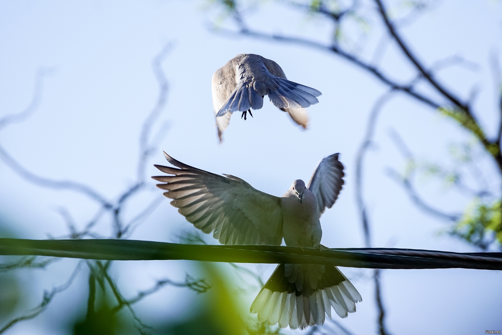 Morning bird. Утренняя птичка. Птицы утром. Утро птички. Птицы ранним утром.