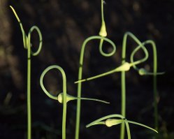 Ещё вот, чеснок.