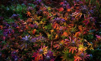 Растения, завораживающие взгляд