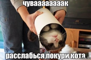 Кошки не стайные ? Ну ну... Дальше даже не читал.. Опять высер кого-то кто ко кошках только по фоткам в интернете судит...