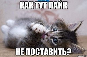  20 гифок с котиками, идеально описывающими твою жизнь