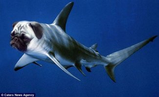 10 лучших фотографий акул, скрещенных с другими животными