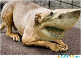 10 лучших фотографий акул, скрещенных с другими животными