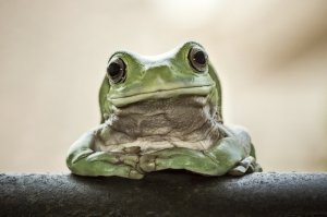 французская версия