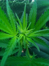 Растения, завораживающие взгляд