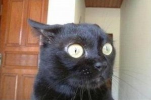 Фигасе, котёнок!