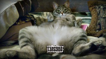  20 гифок с котиками, идеально описывающими твою жизнь