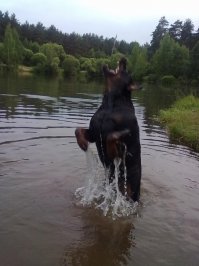 здорово,у меня соседка из ротвейлера сделала "человека",собака до такой степени умная и без надобности даже не гавкнет на чужого,хоть ты ей в пасть лезь,лично руку засовывал,хоть верхом сиди,а это на секундочку псина побольше мужика здорового.но если что,то конечно не завидую тому...
фото как говорится для "пруфоф"