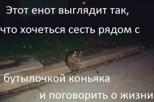 Как енот пытался с котом подружиться