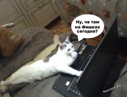 Кошки как люди
