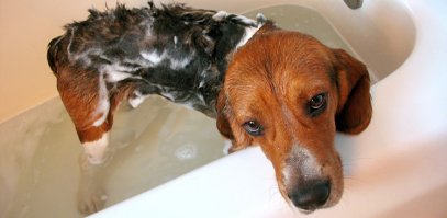 Встали продажи пены для бритья? У нас есть идея! Пена для мытья!