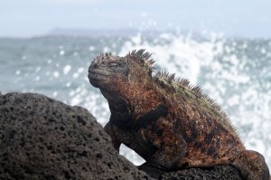 Морская игуана.